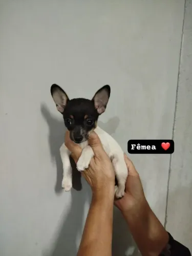 Lindos filhotes de Pincher com chihuahua