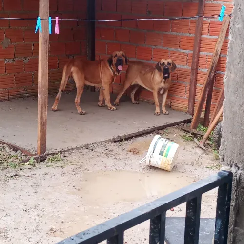 Filhote fêmea de fila brasileiro 
