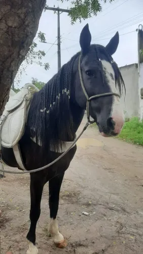 Cavalo mangalarga Machador 