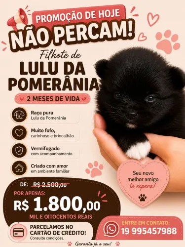 Filhote de Lulu da Pomerânia 