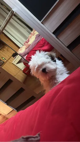 Vendo Shih tzu/maltes de 5 meses 