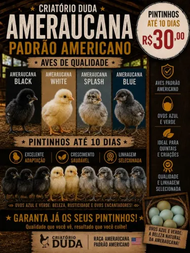 Pintinhos de ameraucanas. Padrão americano