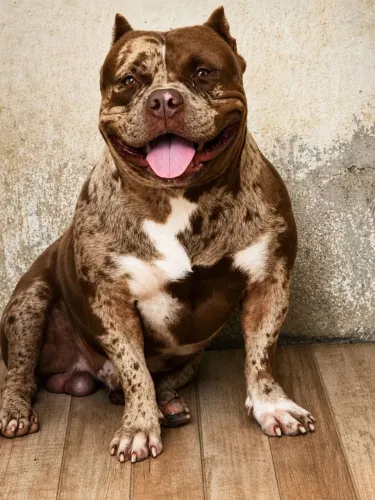 Cachorro Pitt Bull melly disponível a cobertura