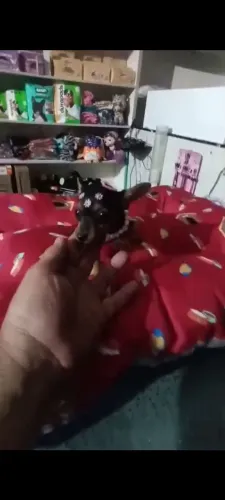 Pinscher miniatura