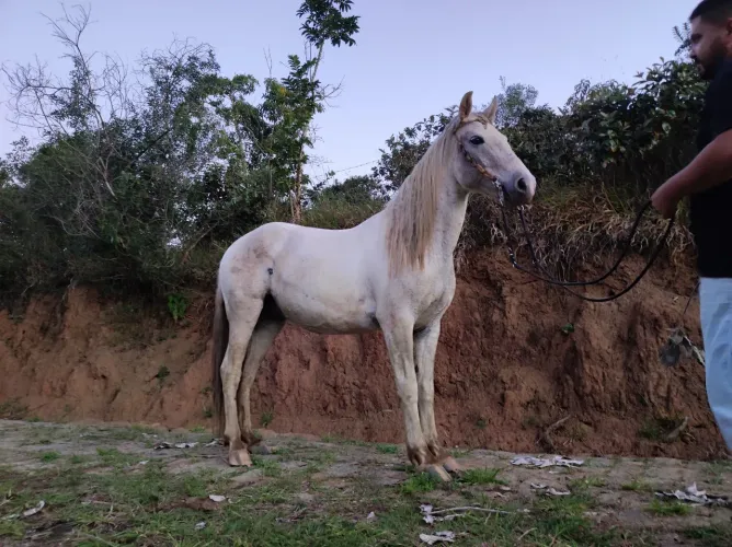 Cavalo porte grande castrado