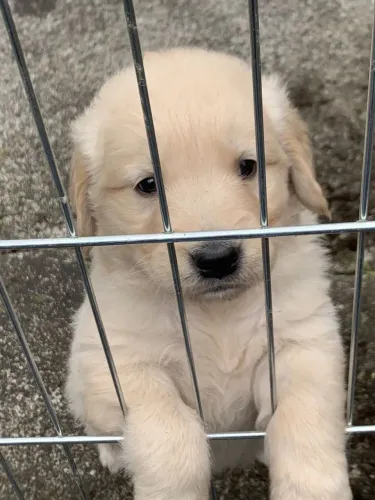 Golden Retriever - Carinho Que Aquece O Lar