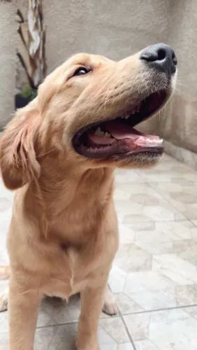 Golden Retrivier disponível para venda