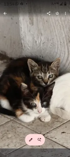 GATOS FILHOTES PARA ADOÇÃO