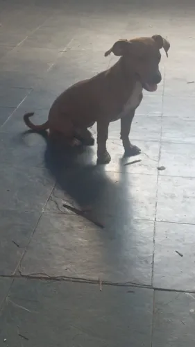 doa-se cachorro pincher + poodle