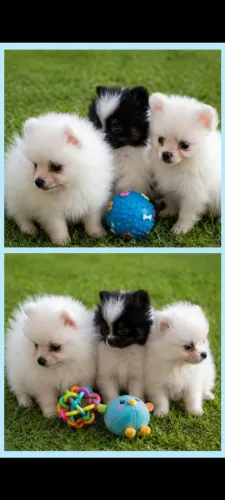 Oferta! Bebês Spitz Alemão Anão 
