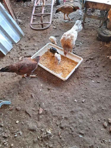 Galinha de capoeira