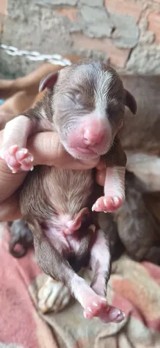 Filhotes de cachorro pitbull