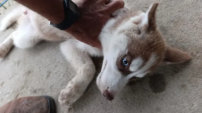 Vendo filhote de Rask siberiano