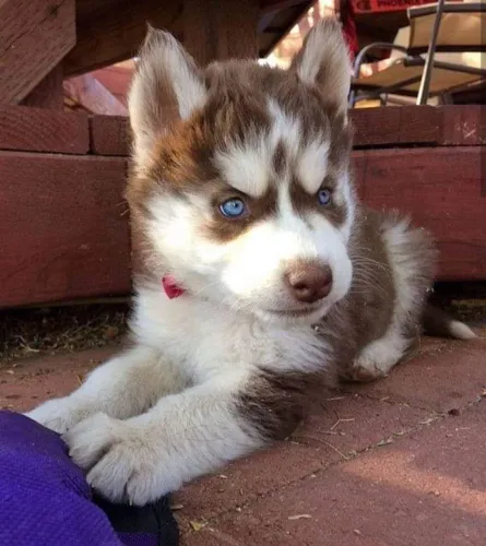 Husky siberiano Filhote de porte reduzido com muito carinho para dar