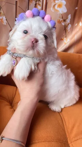 Shih Tzu - Filhotes Disponíveis