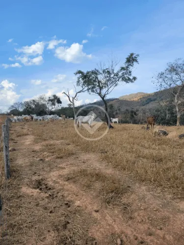 Sítio 91ha região de Cáceres-MT R$ 2.000.000,00 codigo: 53474