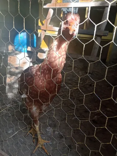 Vendo patos e frangos galinhas Zé
