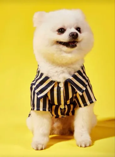 Roupinha para cachorro