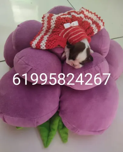 Shihtzu mini 