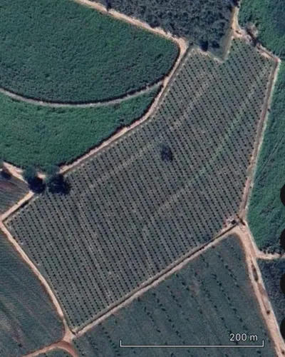 Sítio 3 alqueires com 2.500 plantas de Limão - Irrigados