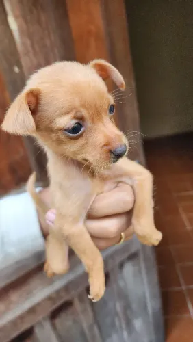Pinscher Zerinhos Lindos Filhotes