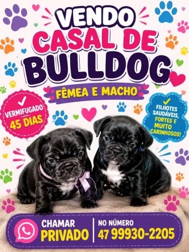 vendo Bulldogs Francês
