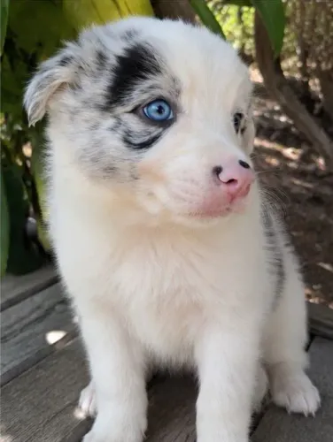 Macho blue merle de olhos azuis
