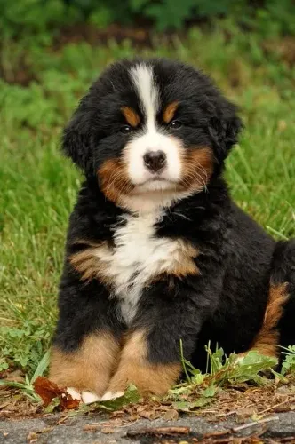 Bernese Mountain Presença que cria harmonia