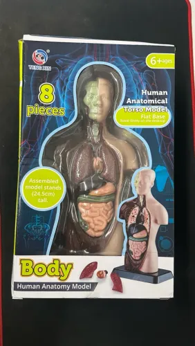 modelo de tronco humano anatômico desmontavel