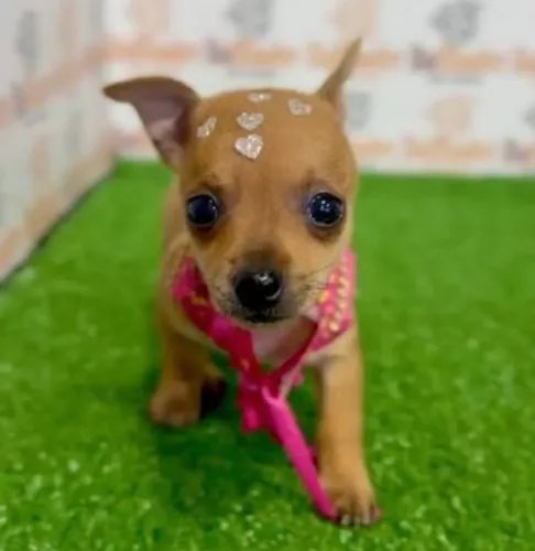 Pinscher zero caramelo disponível