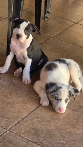 Pitbul femea border collie macho