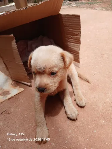 Doação de filhote de cachorro