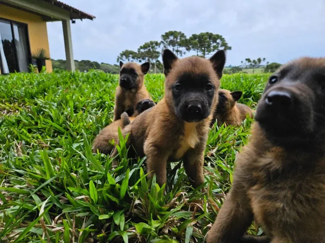 Filhotes Pastor Belga Malinois