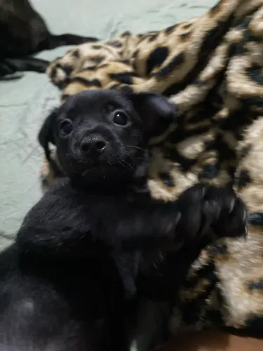 Vendo filhote de pinscher