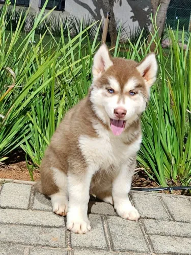 FILHOTES DE HUSKY SIBERIANO com PEDIGREE da CBKC! Machos e Fêmeas!!!