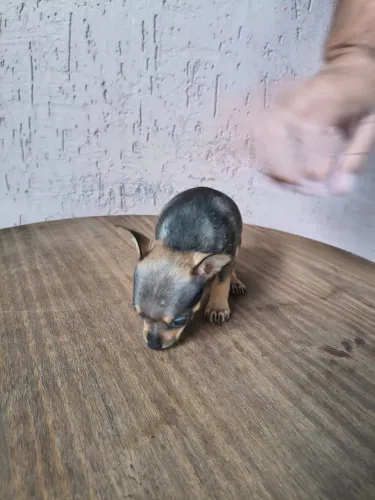 Pinscher