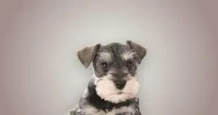 Schnauzer O Schnauzer demonstrou curiosidade diante de novidades.