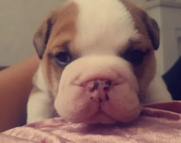 Bulldog Inglês,Bulldog Inglês Filhote Dócil e Amoroso com Acompanhamento Veterinário