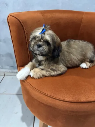 VENDO 2 FILHOTES DE SHIH-TZU MACHOS