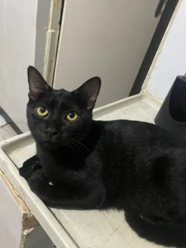 Doa-se gato preto