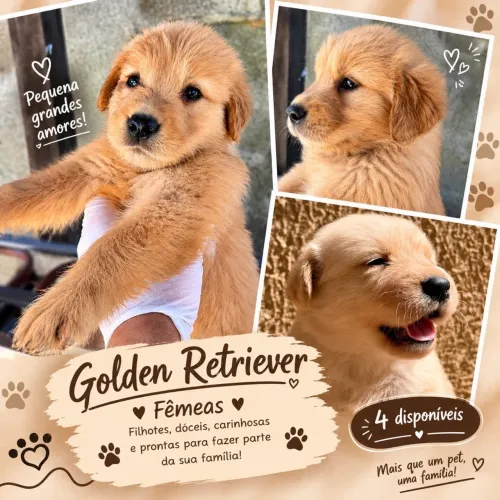 Golden Retriever
