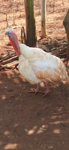 Peru branco 