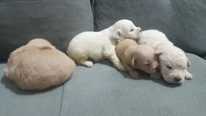 Poodle