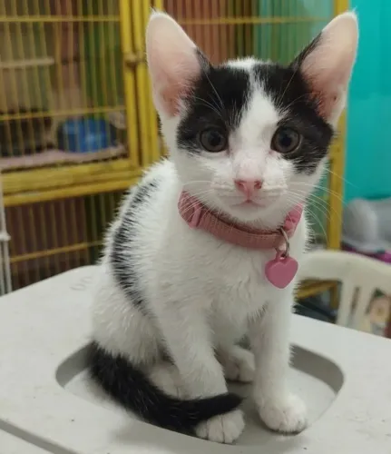 Gatinha doação