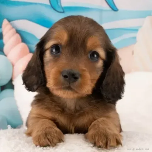 Bebezinho dachshund/teckel/basset/salsicha/cofap super brincalhão
