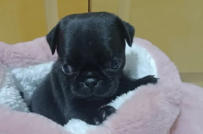 Filhotes Pug