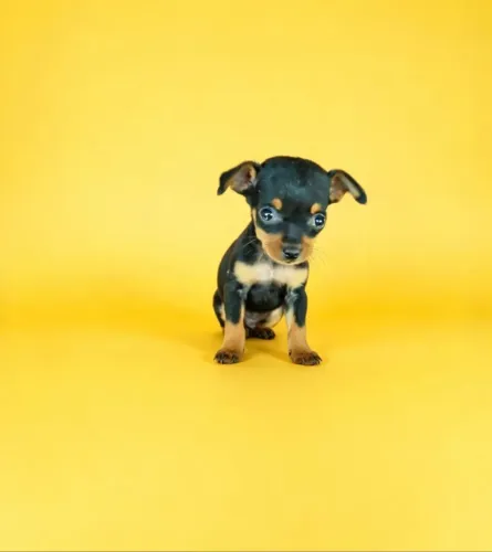 Pinscher zero