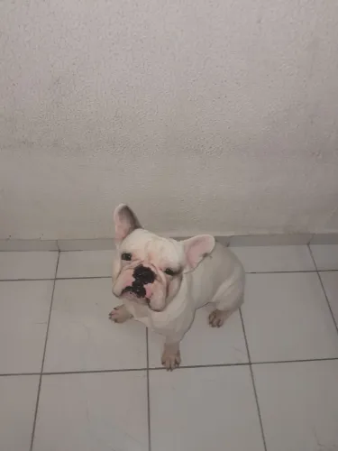 Vendo Buldogue francês 