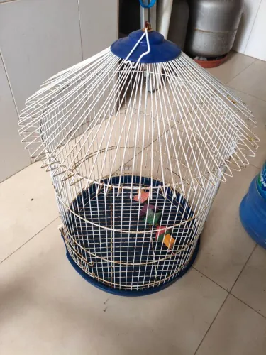Gaiola para passaros