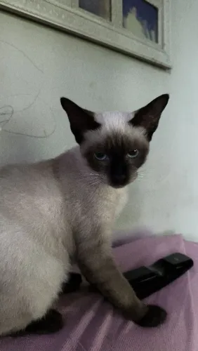 Gatatinha para adoção 